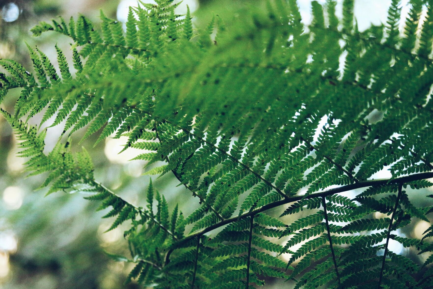 Fern